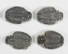 Lot: / Elrathia Trilobite Molt Fossils - Pieces #79028-2